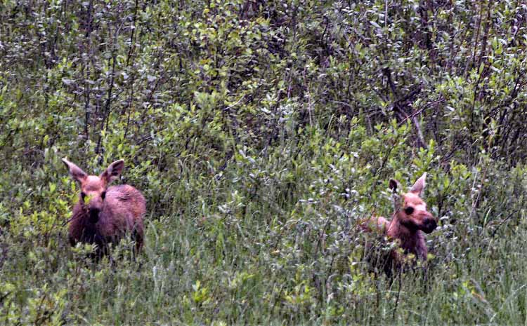 moose